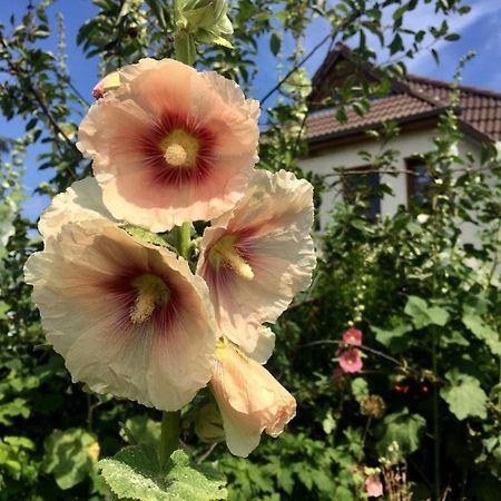 Ferienwohnung Stockrose Middelhagen Zewnętrze zdjęcie